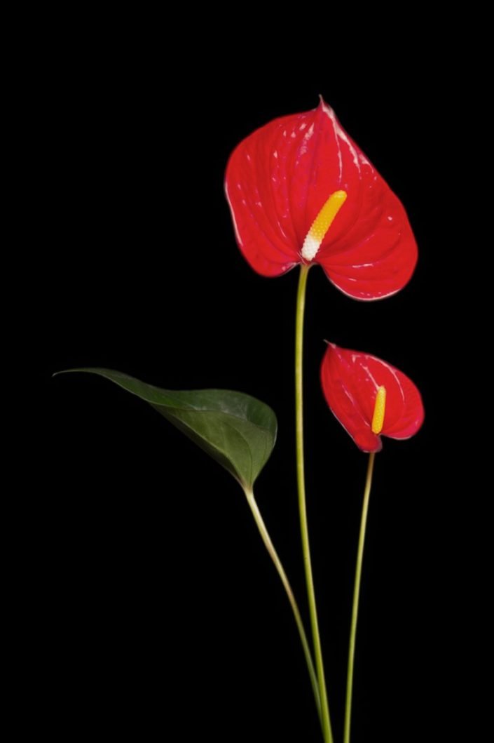 Plantae - BID - Anthurium