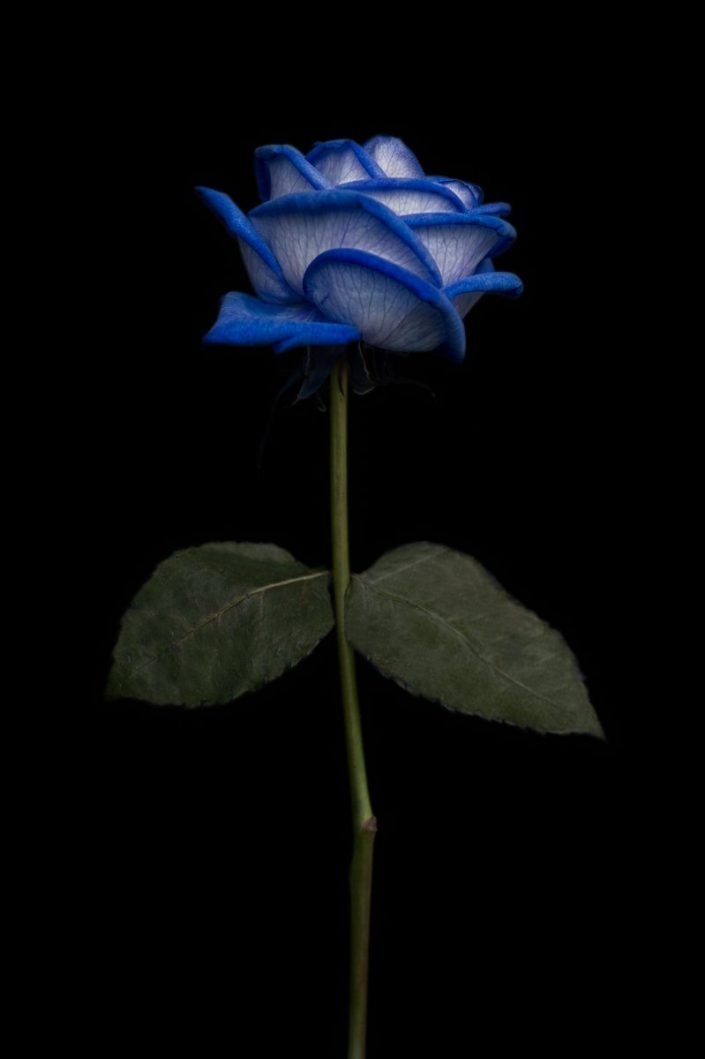 Plantae - BID - Blue Rose