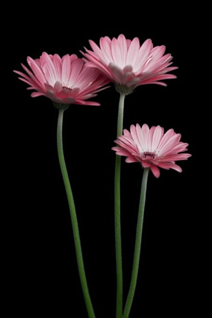 Plantae - BID - Gerbera