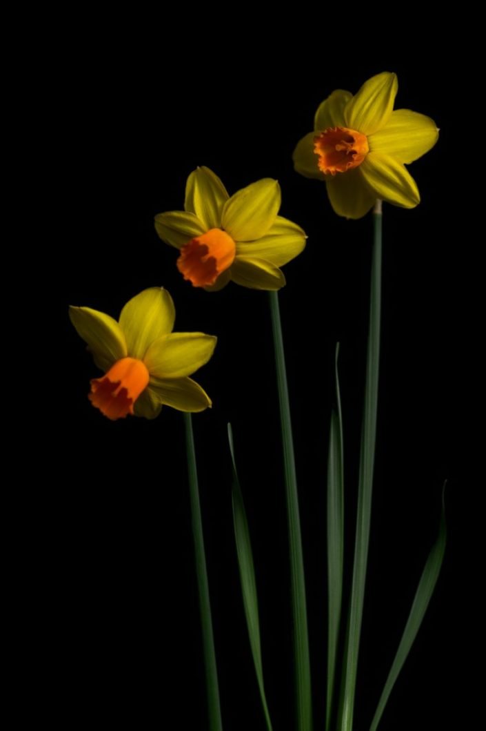 Plantae - BID - Narcissus Jetfire