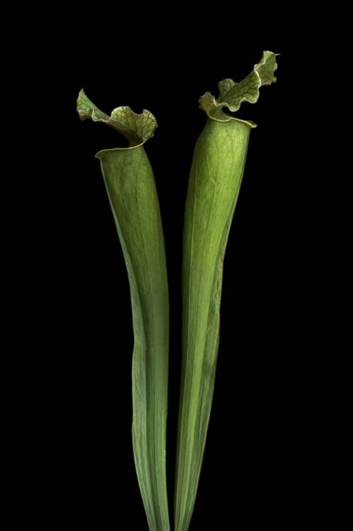 Plantae - BID - Sarracenia