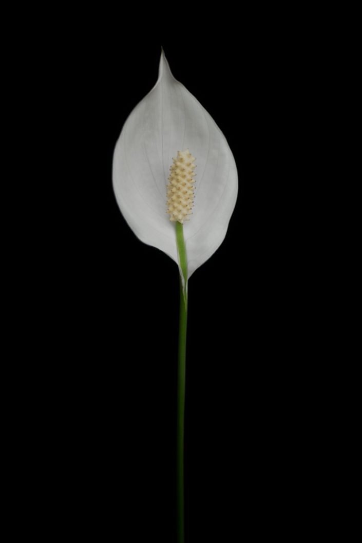 Plantae - BID - Spathiphyllum