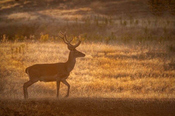 Animalia - Deer - Stags and does