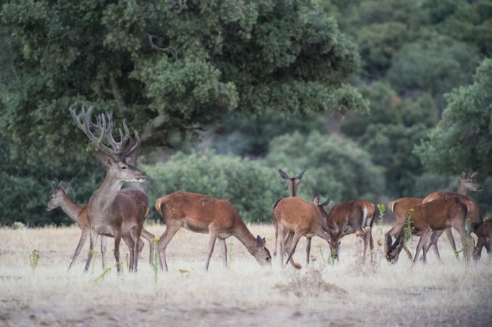 Animalia - Deer - Stags and does