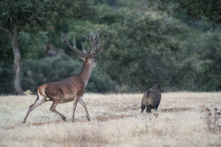 Deer - Stags and does