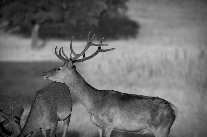 Animalia - Deer - Stags and does