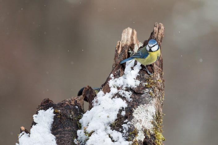 Wintering Birds