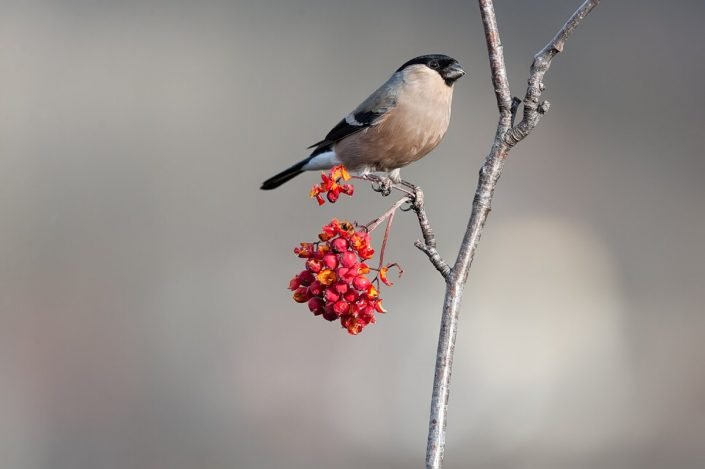 Animalia - Wintering birds in Picos de Europa - Bullfinch