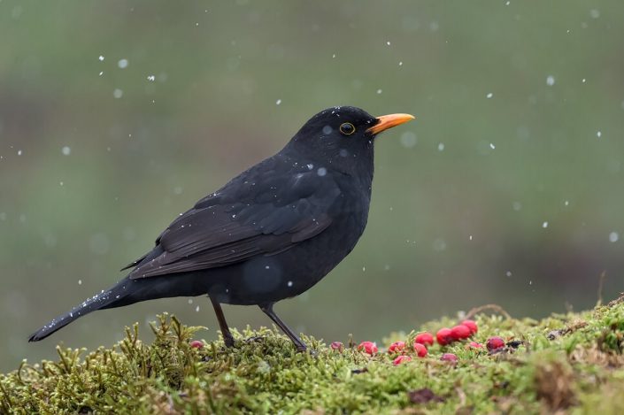 Animalia - Wintering birds in Picos de Europa - Common Blackbird