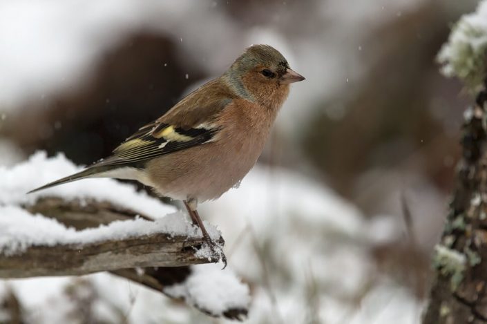 Animalia - Wintering birds in Picos de Europa - Common Chaffinch