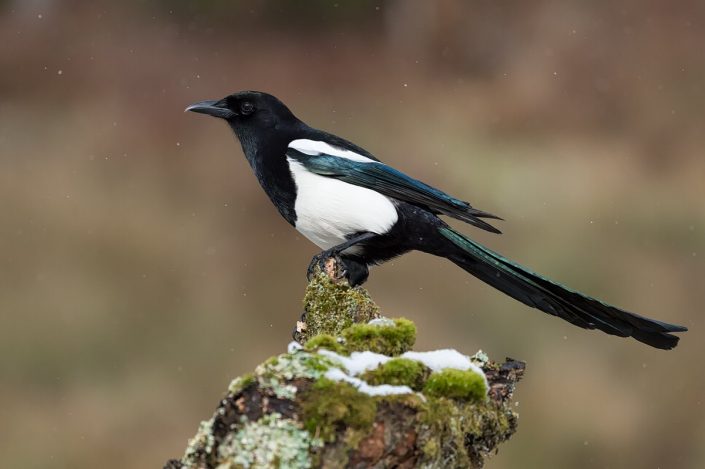 Animalia - Wintering birds in Picos de Europa - Common Magpie