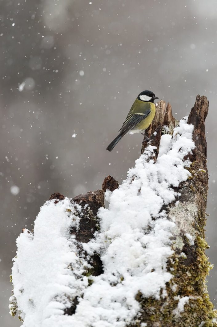 Animalia - Wintering birds in Picos de Europa - Great Tit