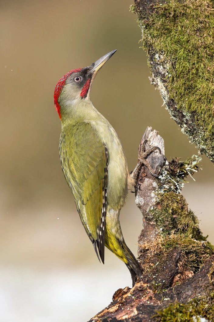 Animalia - Wintering birds in Picos de Europa - Green Woodpecker