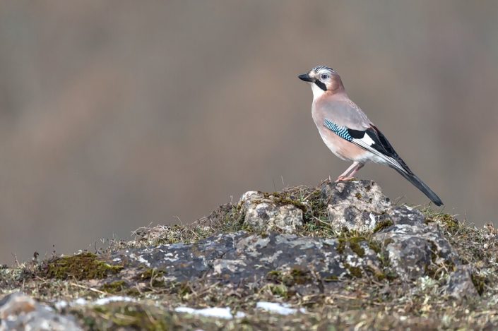 Animalia - Wintering birds in Picos de Europa - Jay