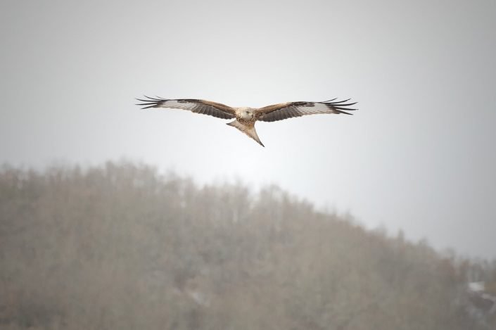 Animalia - Wintering birds in Picos de Europa - Kite