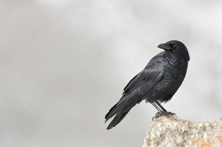 Animalia - Wintering birds in Picos de Europa - Raven