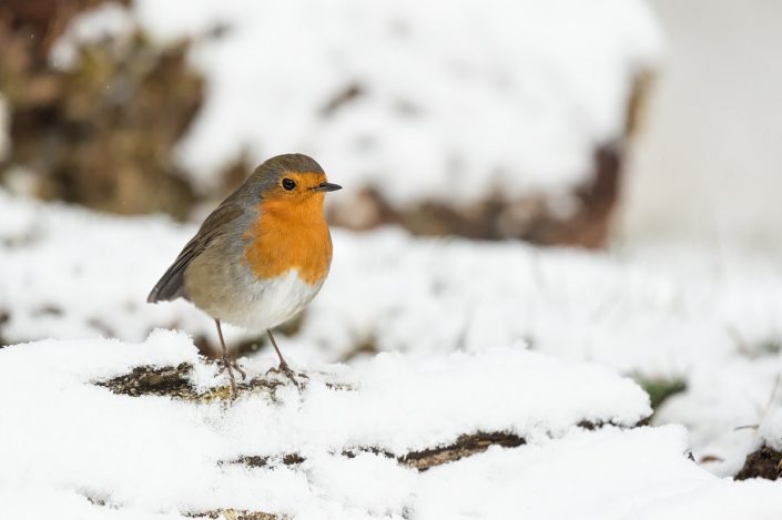 Animalia - Wintering birds in Picos de Europa - Robin