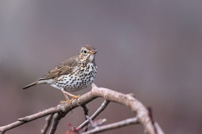 Animalia - Wintering birds in Picos de Europa - Song Thrush