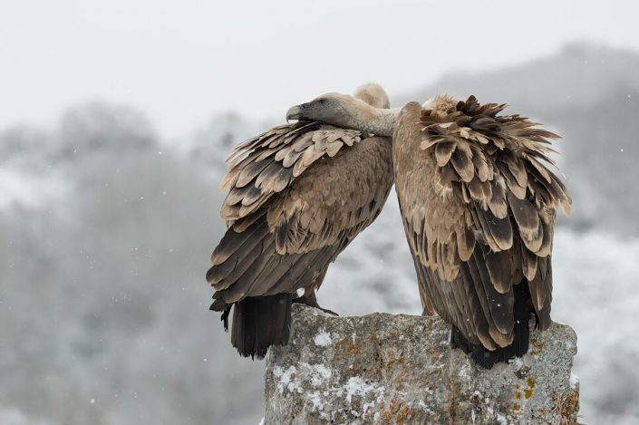 Animalia - Wintering birds in Picos de Europa - Vulture