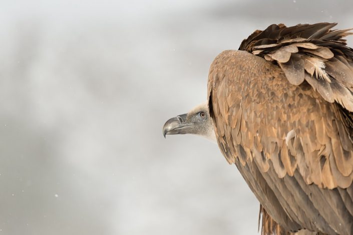 Animalia - Wintering birds in Picos de Europa - Vulture