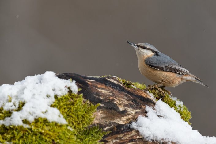 Animalia - Wintering birds in Picos de Europa - Wood Nuthatch