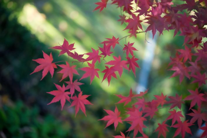 Plantae - Look at these leaves