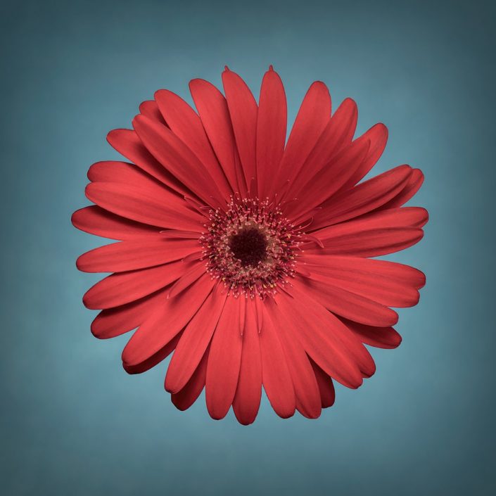 Plantae - Bicolor - Gerbera