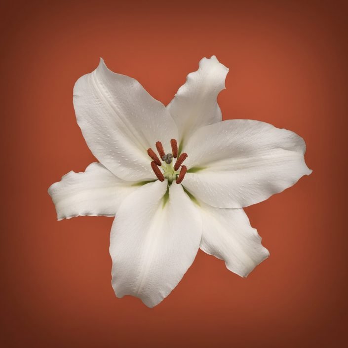 Plantae - Bicolor - Lillium