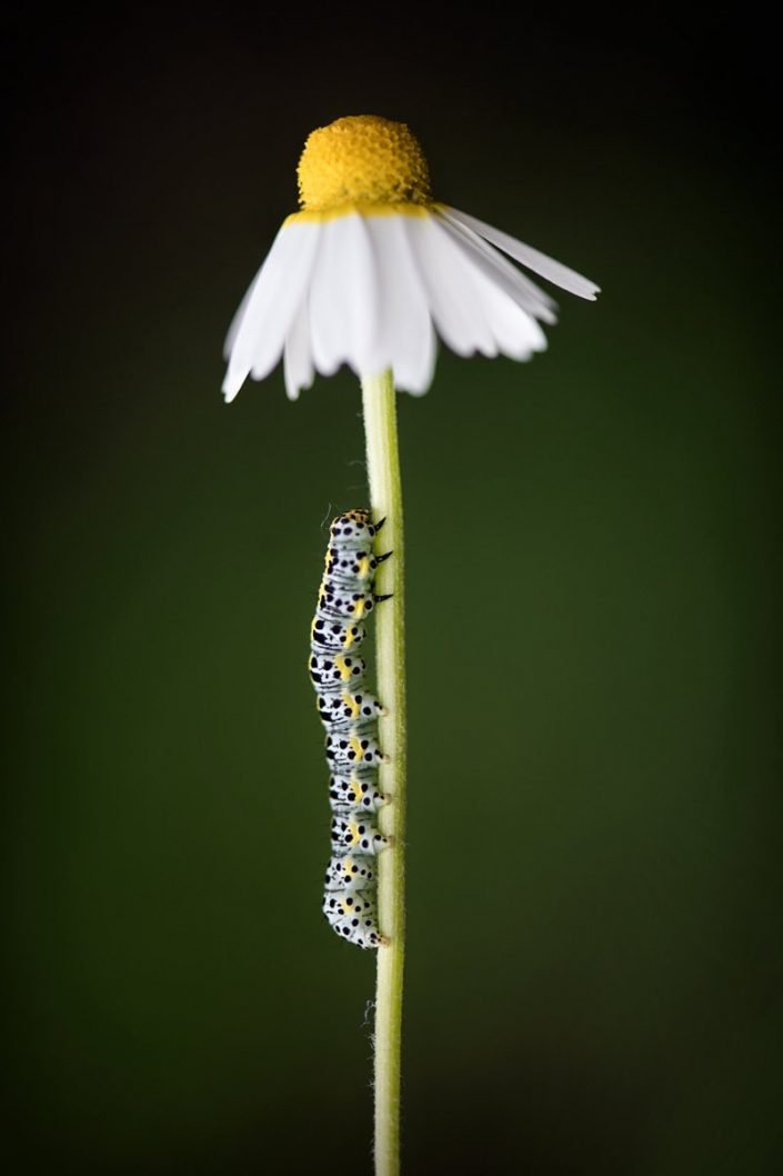 Animalia - Insecta - Caterpillar