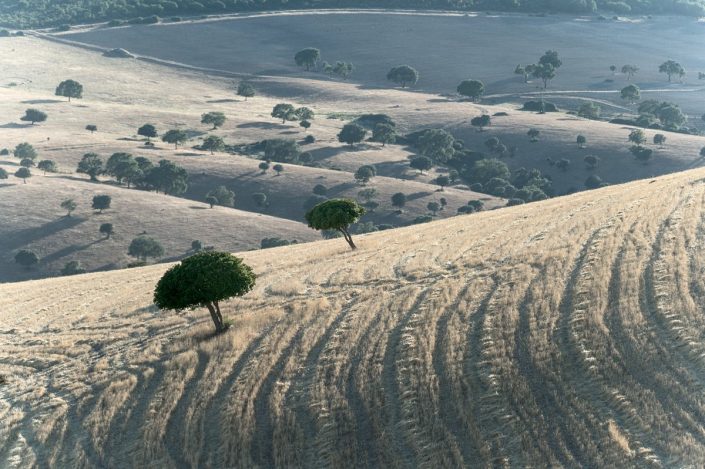 Campos de España