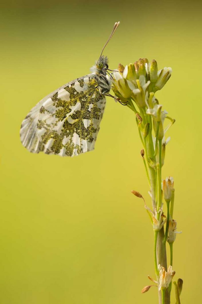 Animalia - Butterflies 11