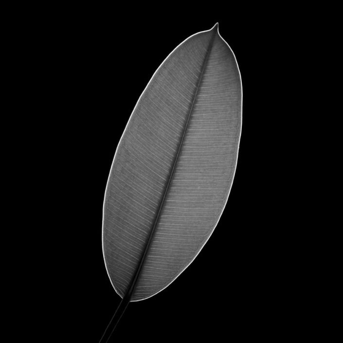 Plantae - Leaves#08 - BN