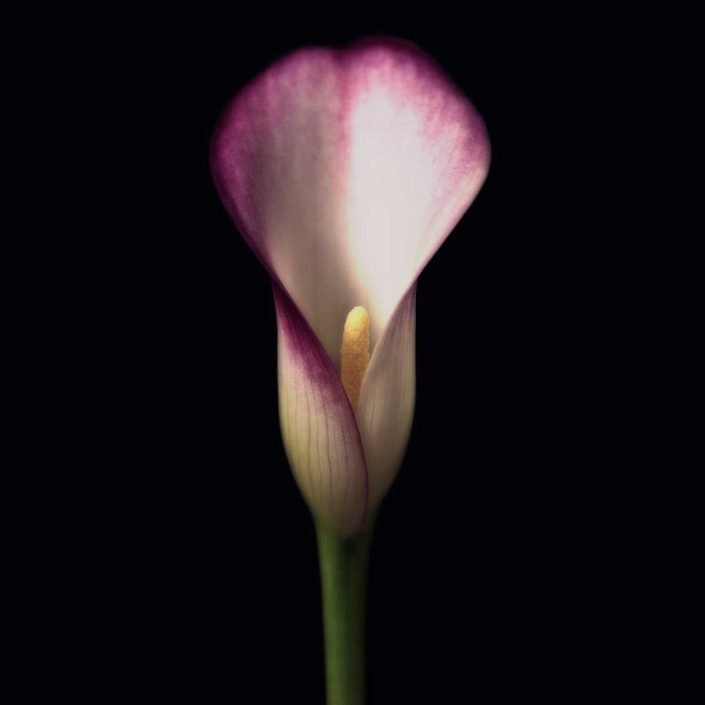 Plantae - Cala - Purple Calla