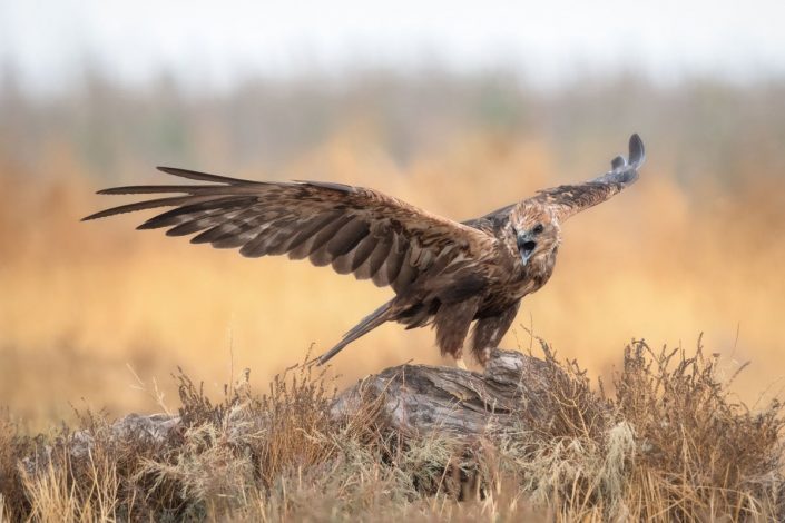 Aves Finca El Taray