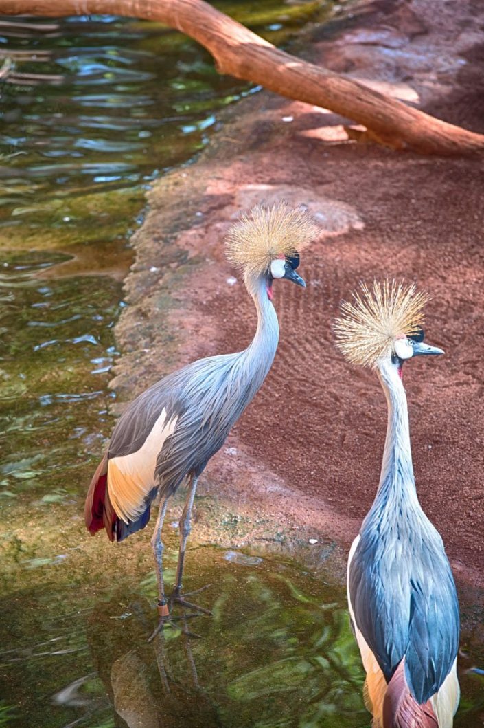 Animalia - Animales en Cautividad - Crane