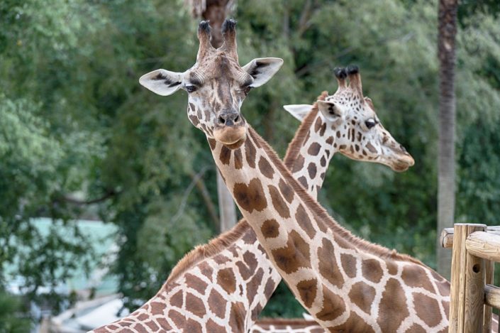 Animalia - Animales en Cautividad - Giraffe