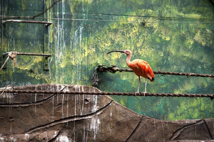 Animalia - Animales en Cautividad - Ibis