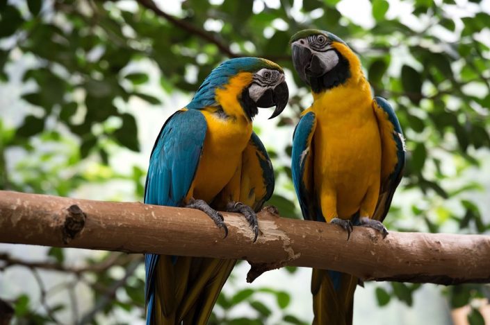 Animalia - Animales en Cautividad - Macaw