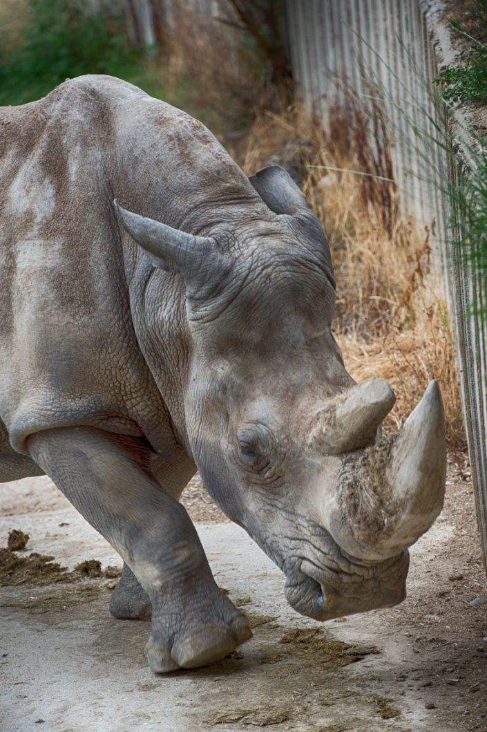 Animalia - Animales en Cautividad - Rhino