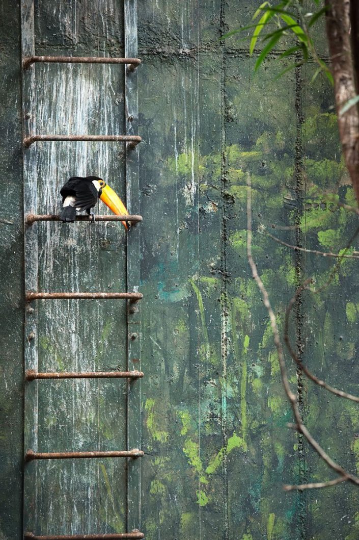 Animalia - Animales en Cautividad - Toucan