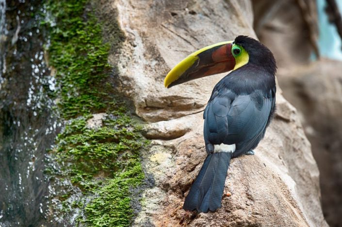 Animalia - Animales en Cautividad - Toucan