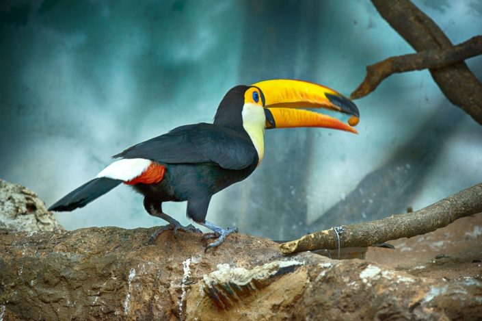 Animalia - Animales en Cautividad - Toucan