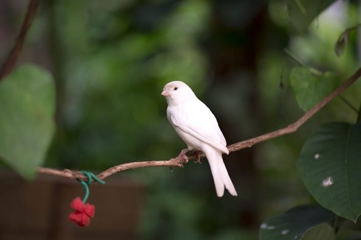 Animalia - Animales en cautividad - Canary